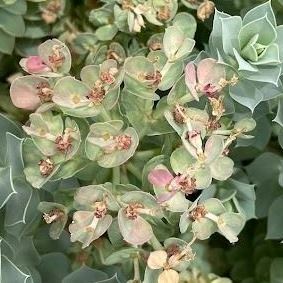 myrtle spurge flowering
