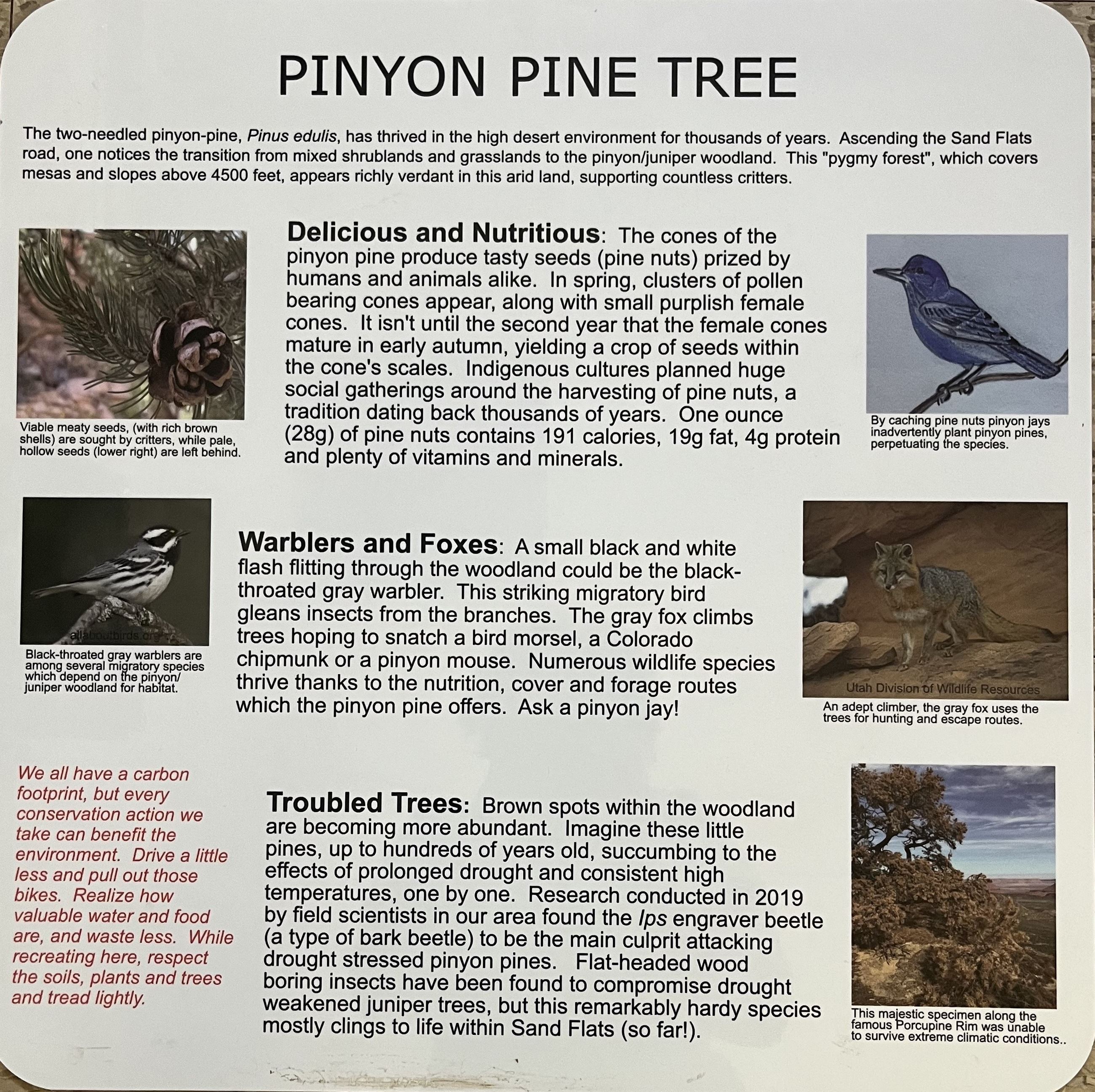 Pinyon Pine Tree sign
