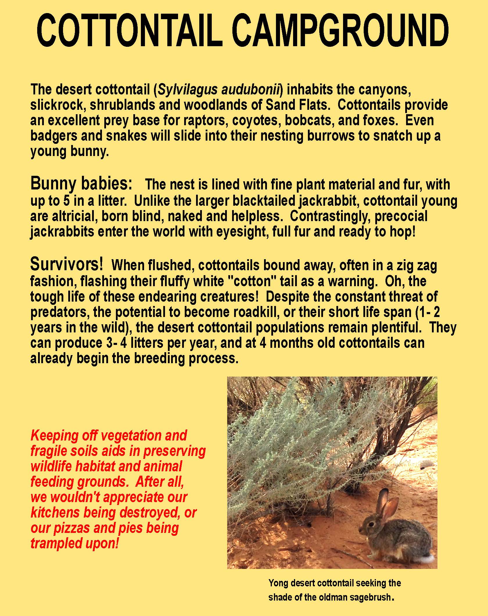 Cottontail Campground