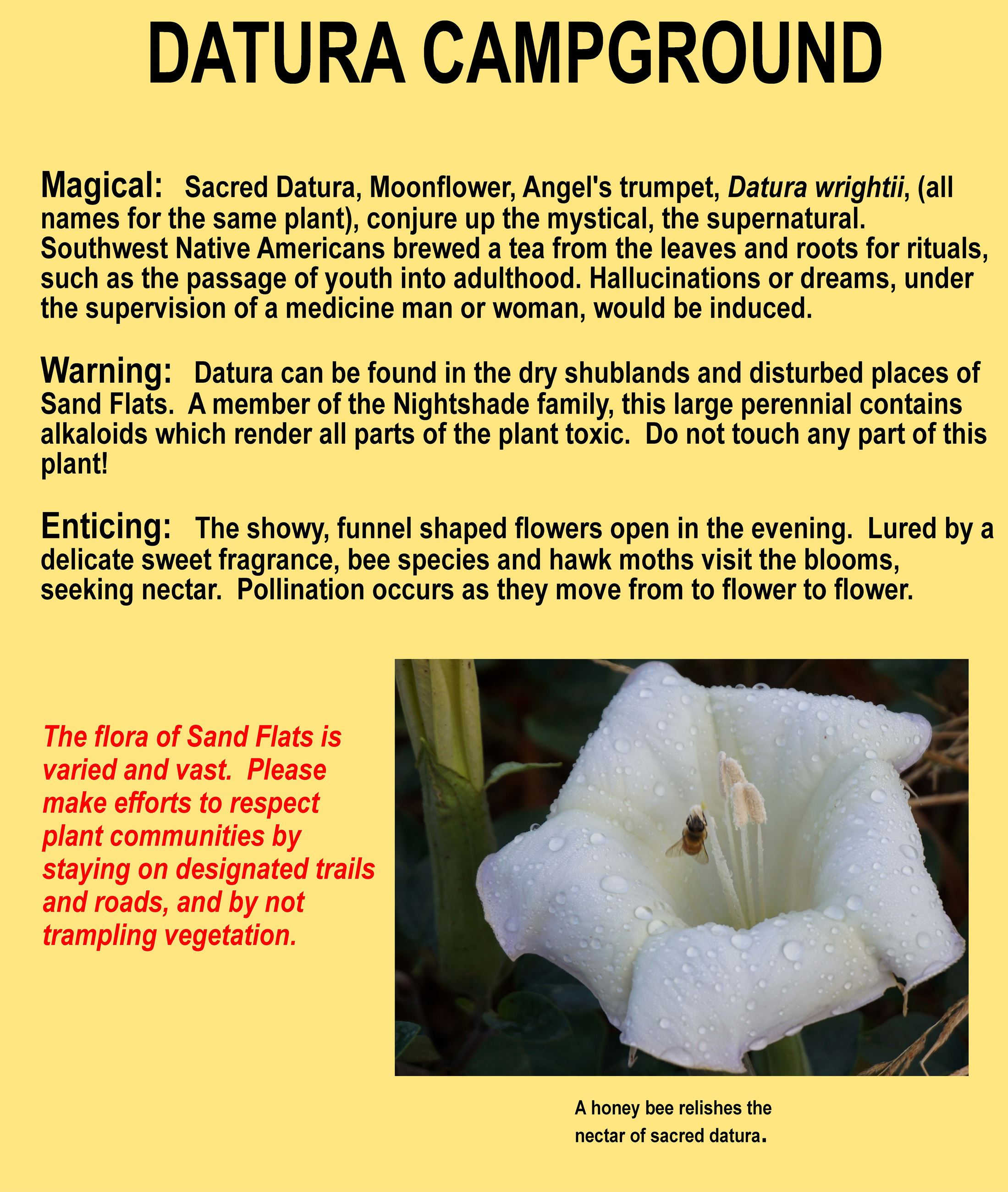 Datura Campground