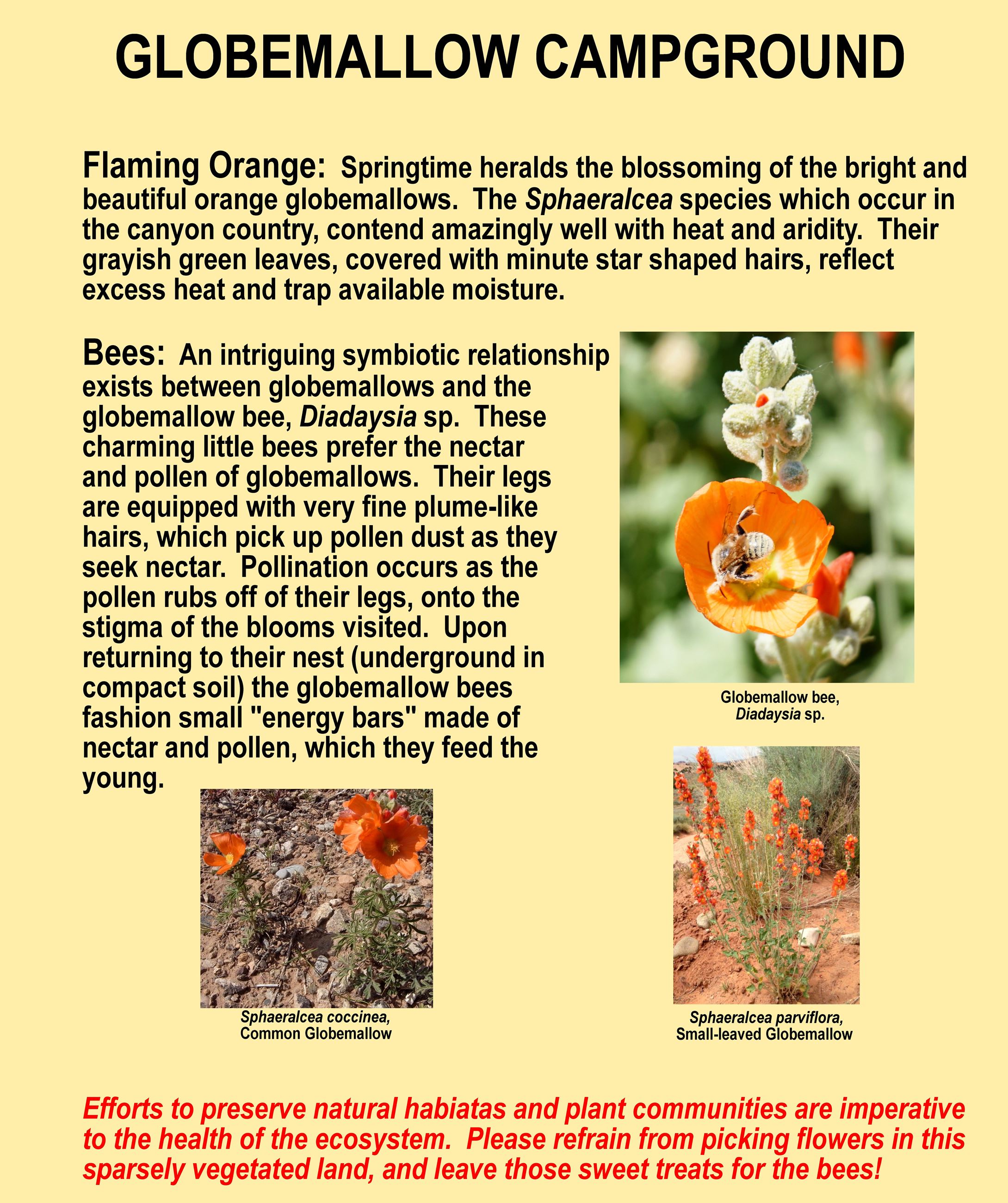 Globemallow  Campground